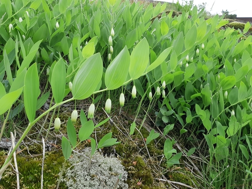 Sceau-de-Salomon odorant (Polygonatum odoratum) — photo 1