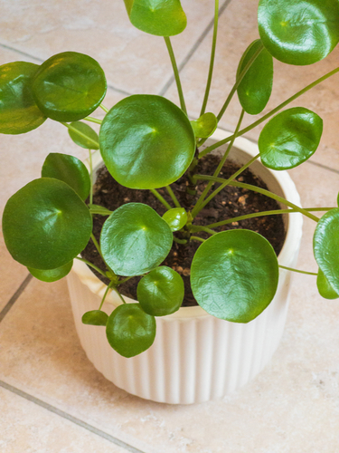 Chinese money plant (Pilea peperomioides): origin and uses — photo 1