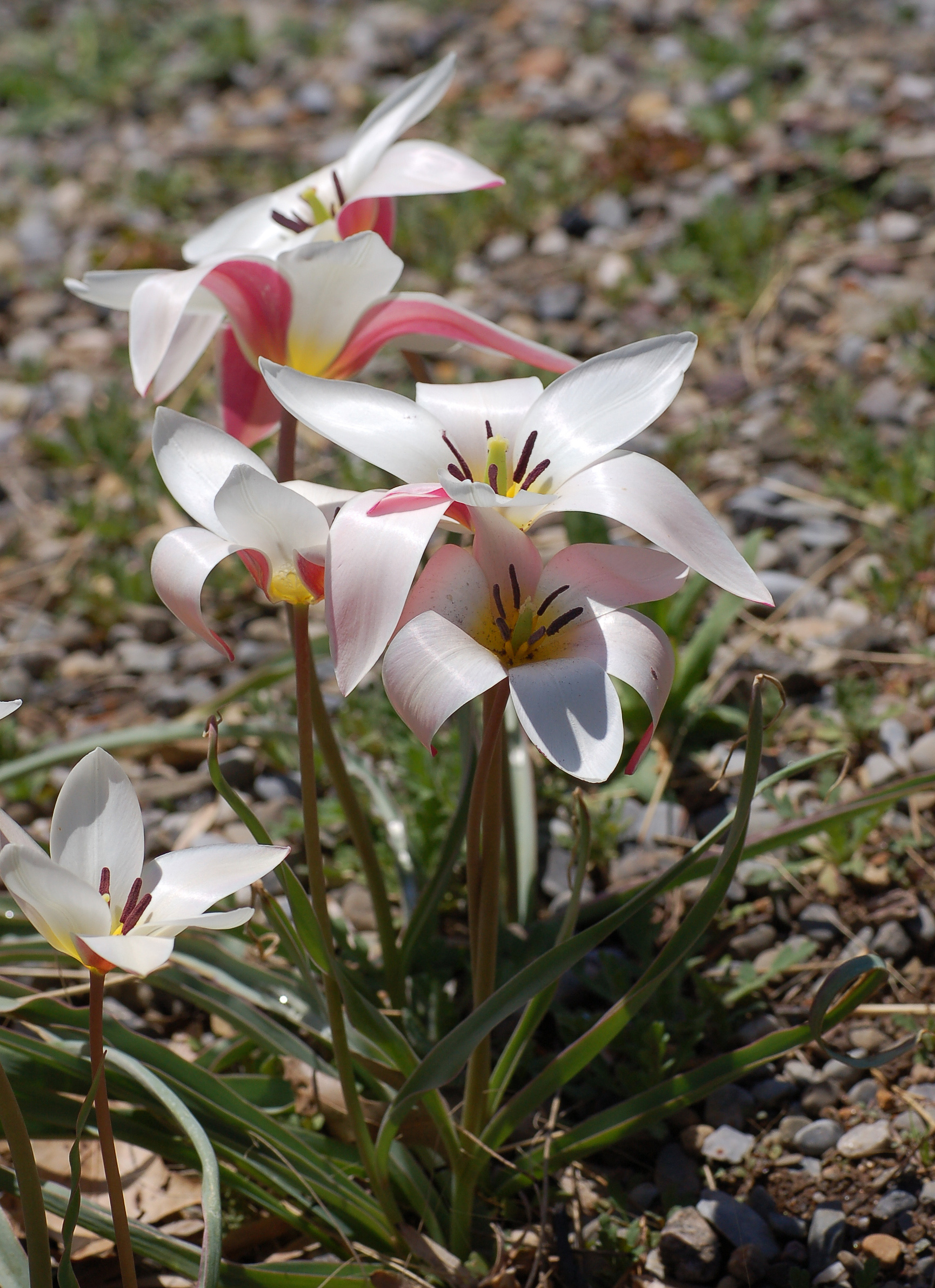 Tulipe Tulipa clusiana 'Lady Jane'