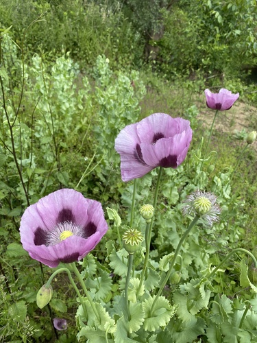 Pavot somnifère (Papaver somniferum) — photo 1
