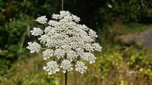 Karotte (Daucus carota subsp. sativus): Herkunft und Verwendung — foto 5