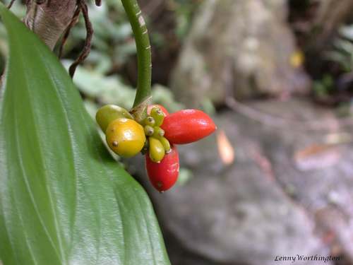 Aglaonema — photo 3