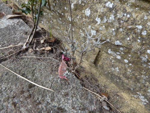 Common lavender (Lavandula angustifolia): origin and uses — photo 3