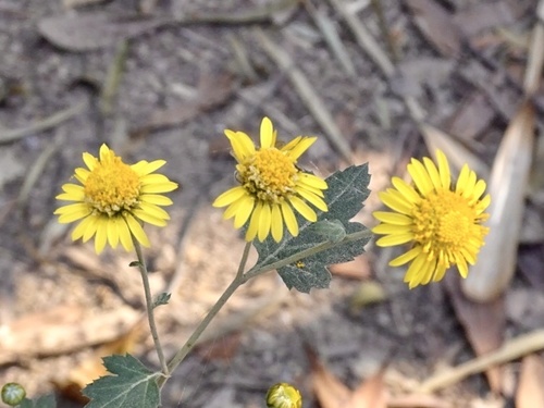Chrysanthemum indicum — photo 3