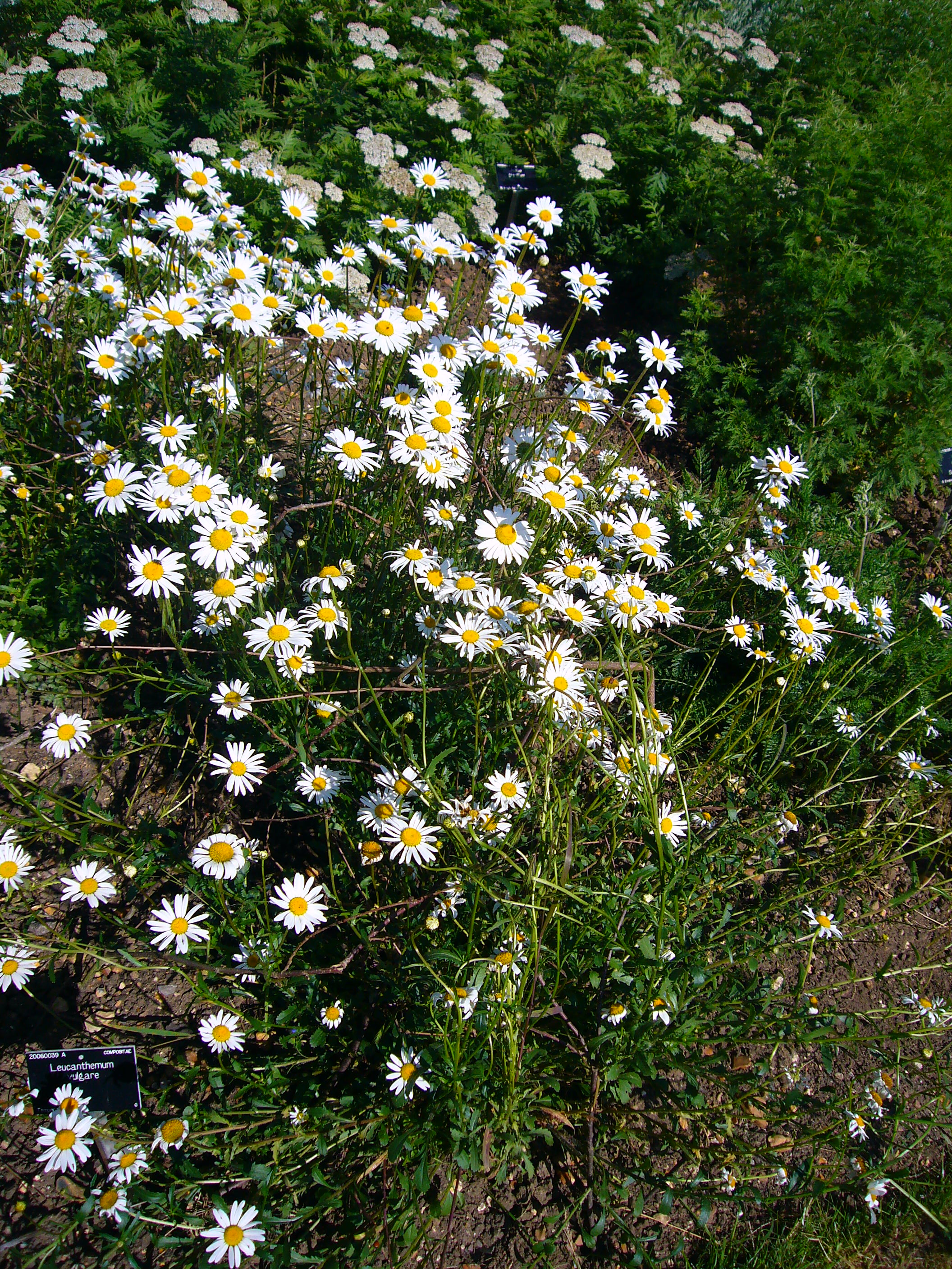 Marguerite Leucanthemum vulgare