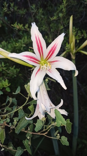 Hippeastrum — photo 2
