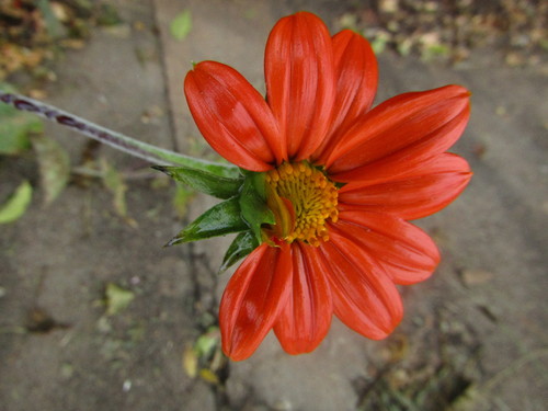 Tournesol mexicain (Tithonia rotundifolia) — photo 2