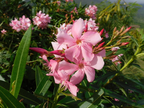 Nerium oleander — photo 1