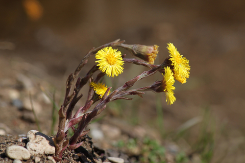 Tussilage (Tussilago farfara) — port 1