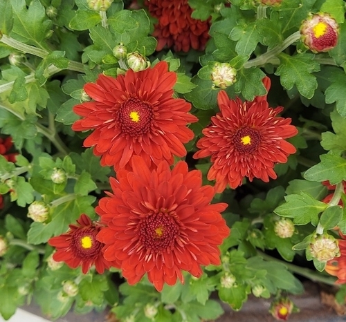 Chrysanthemum × morifolium — photo 1
