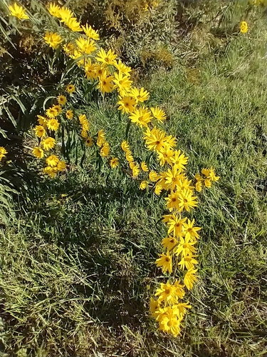Helianthus — photo 3