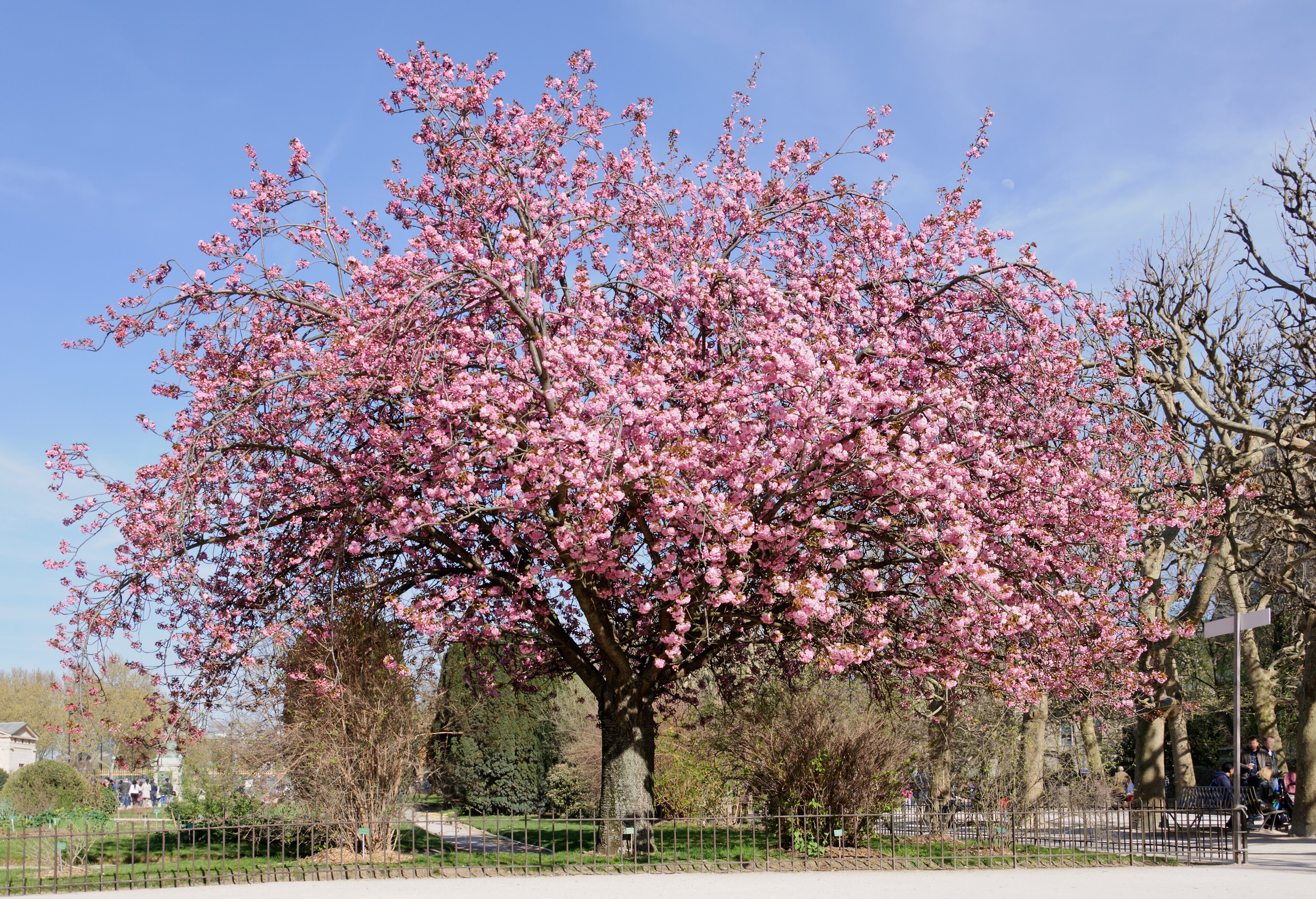 Cerisier du Japon Prunus serrulata