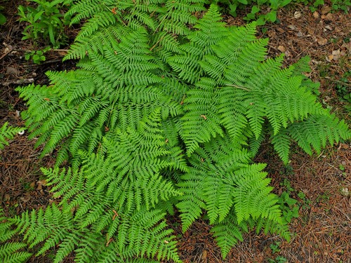 Pteridium aquilinum — port 1