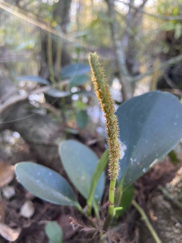 Baby rubber plant (Peperomia obtusifolia): origin and uses — photo 1