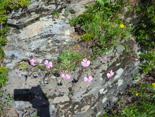 Dianthus caryophyllus — photo 3