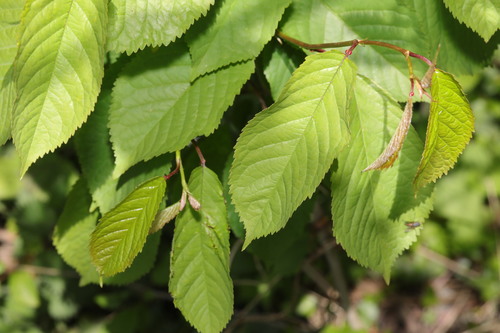 Prunus avium — photo 2