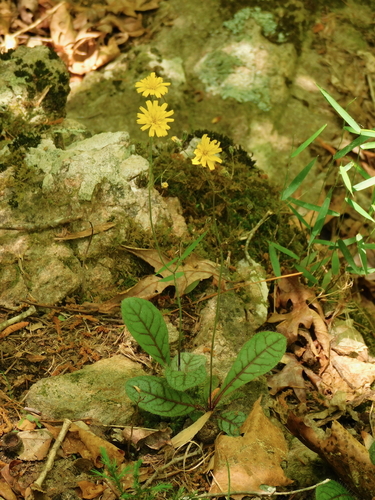 Hieracium — photo 2