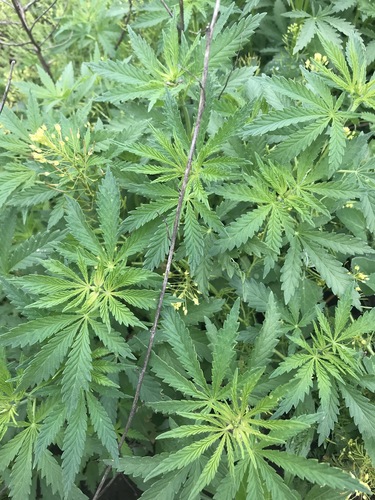 Cannabis sativa — photo 2