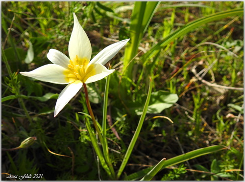 Tulipe (Tulipa) — photo 3