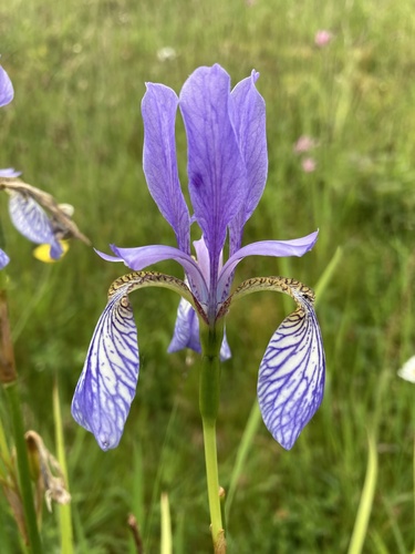 Iris de Sibérie (Iris sibirica) — photo 1