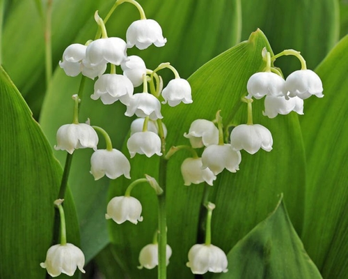 Muguet (Convallaria majalis) — photo 1