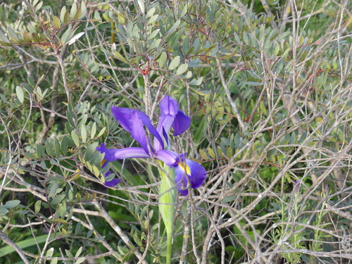 iris (Iris): origin and uses — photo 4