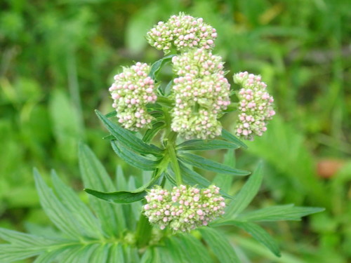 Valeriana officinalis — photo 2