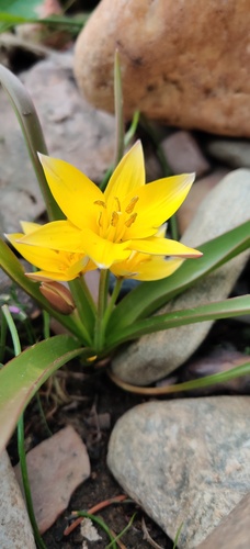 Tulipe tardive (Tulipa tarda) — photo 2