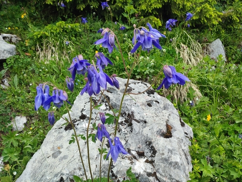Aquilegia vulgaris — photo 3