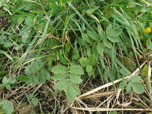 Valeriana officinalis — photo 3