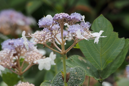 Hortensia à bractées (Hydrangea involucrata) — photo 3