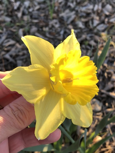 Narcissus pseudonarcissus — photo 3