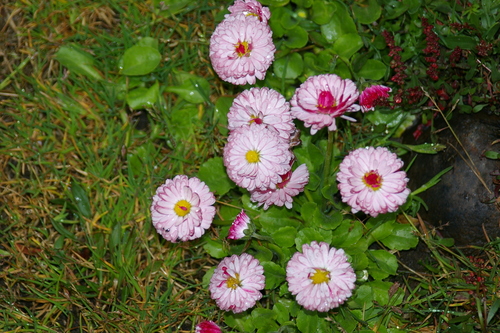 Bellis perennis — photo 3