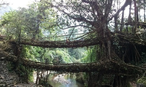 Ficus elastica — photo 3