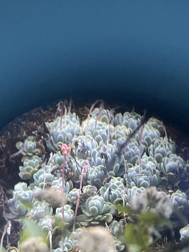 Mexican snowball (Echeveria elegans): origin and uses โ photo 3