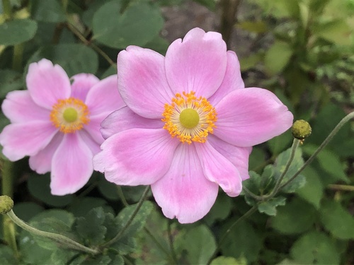 Anemone × hybrida — photo 1