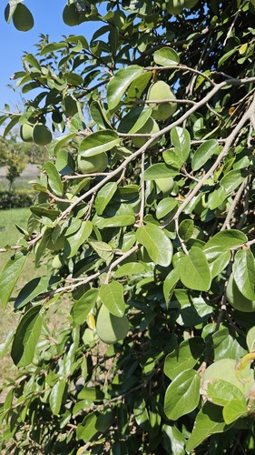 Ficus pumila — photo 2