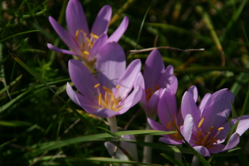 Colchicum autumnale — photo 1