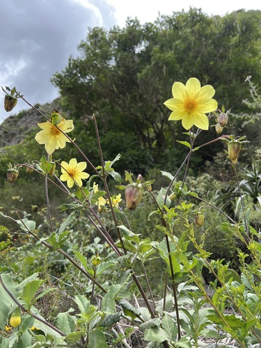 Dahlia pinnata — photo 3