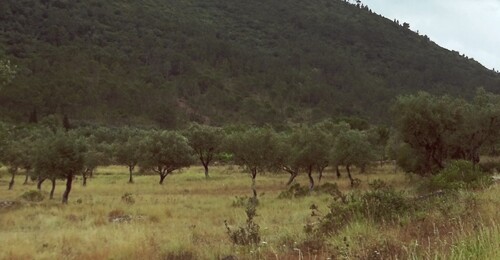 Olive (Olea europaea): origin and uses β photo 2