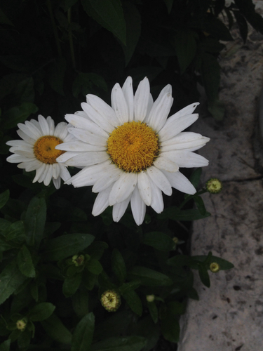 Leucanthemum × superbum — photo 1