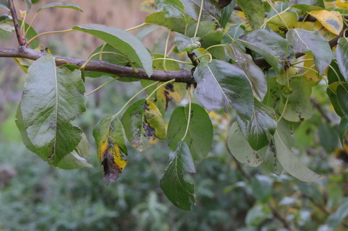Malus domestica — photo 3
