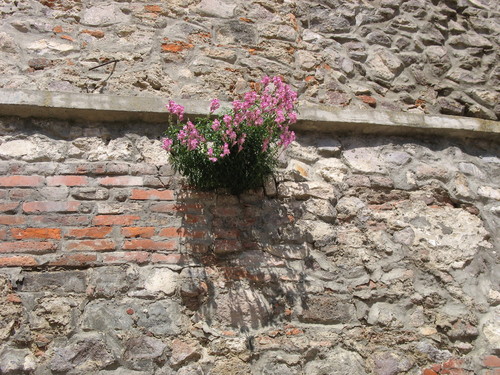 Antirrhinum majus — photo 3