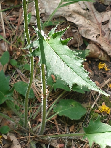 Hieracium — photo 3