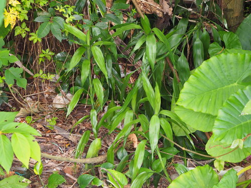Lucky bamboo (Dracaena sanderiana): origin and uses — photo 2