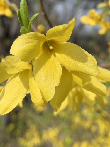 Forsythia — photo 3