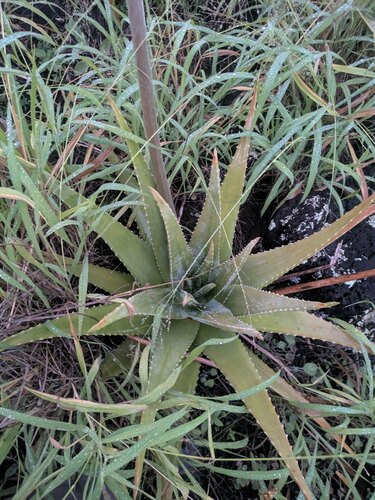 Aloe vera — photo 2