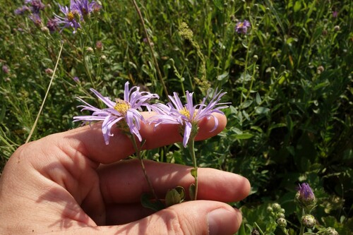 Aster amellus — photo 2