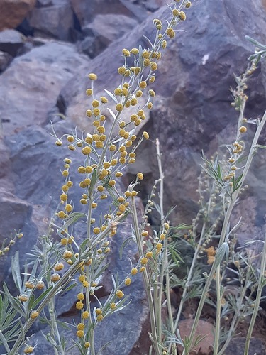 Artemisia absinthium — photo 2