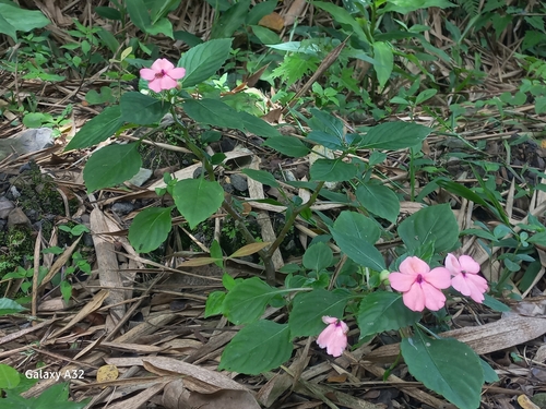 Impatiens walleriana — photo 2
